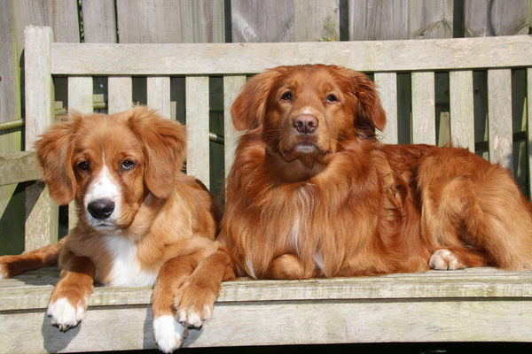 Nova Scotia Duck Tolling Retriever