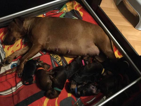 Sun Buddies (Duitse Pinscher )