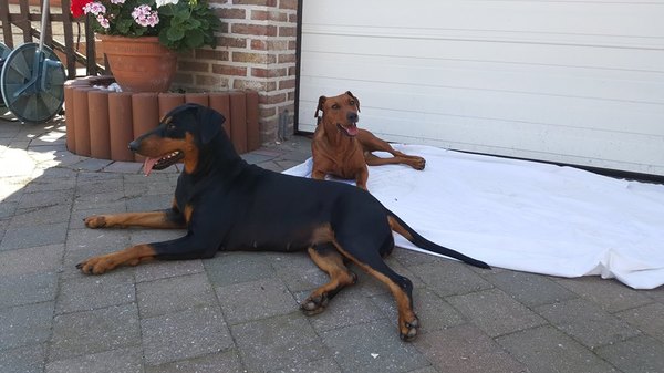 Sun Buddies (Duitse Pinscher )