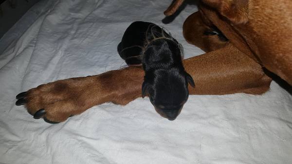 Sun Buddies (Duitse Pinscher )