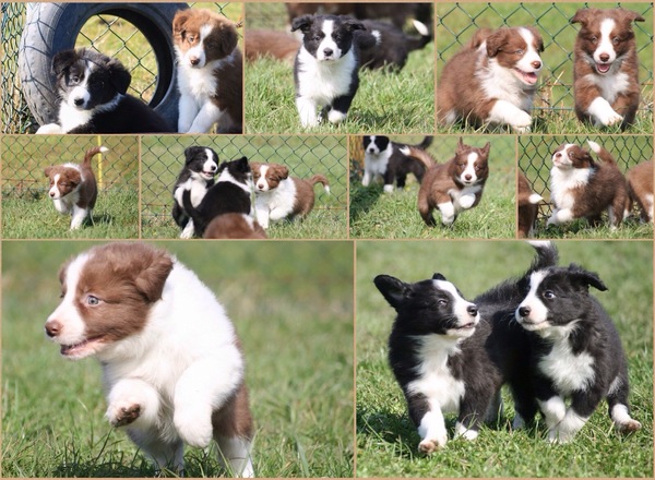 Steady Cherryborders