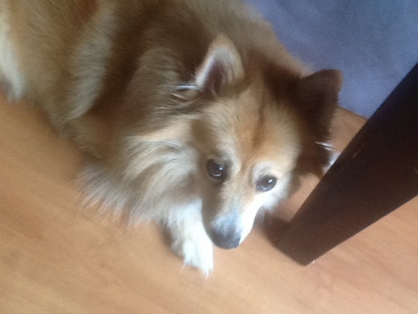 Keeshond, Middenslag