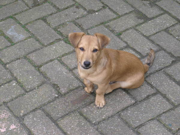 Jack Russell Terrier