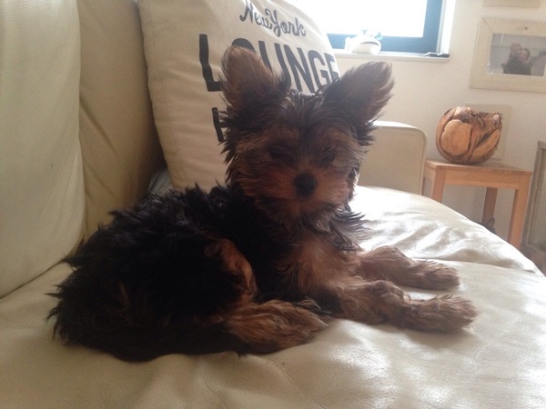 Yorkshire Terrier