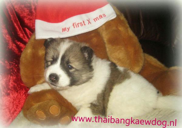 Thai Bankaew Dog