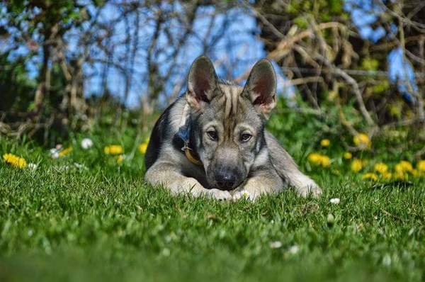 Als puppy was hij al gek op de lente! 