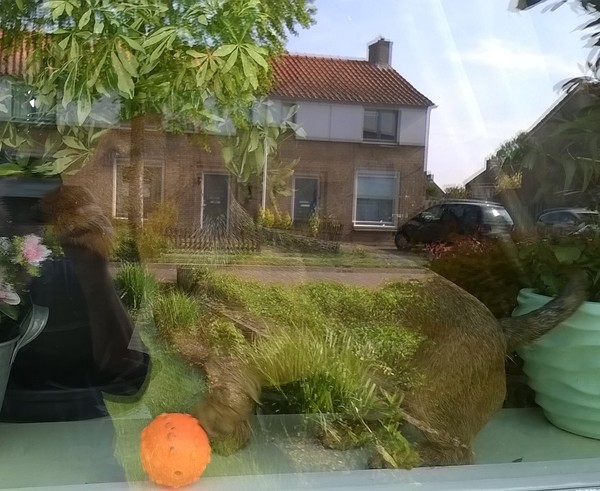 Wachtend op postbode !