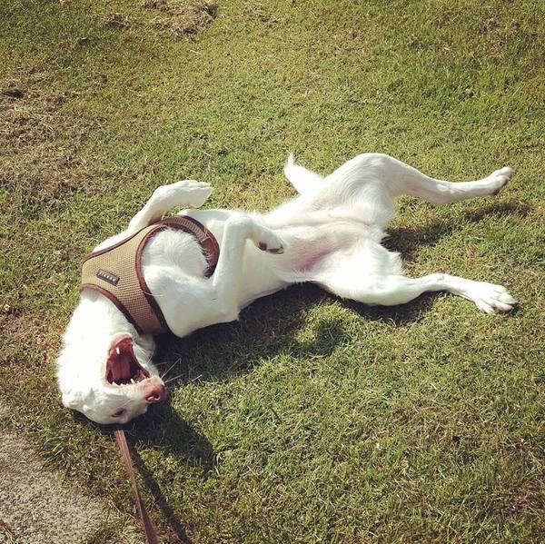 Wispa is gék op lente!