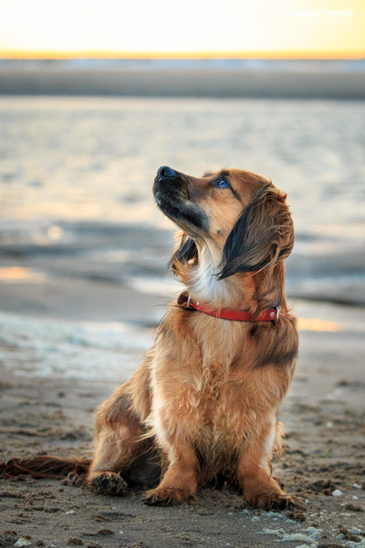 Zonsondergang met Soda