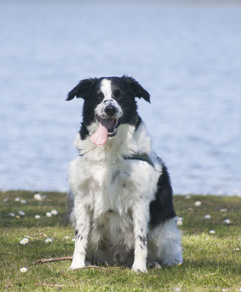 Tussen de madeliefjes :) 