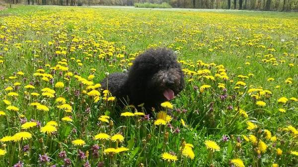 Tussen de paardenbloemen!