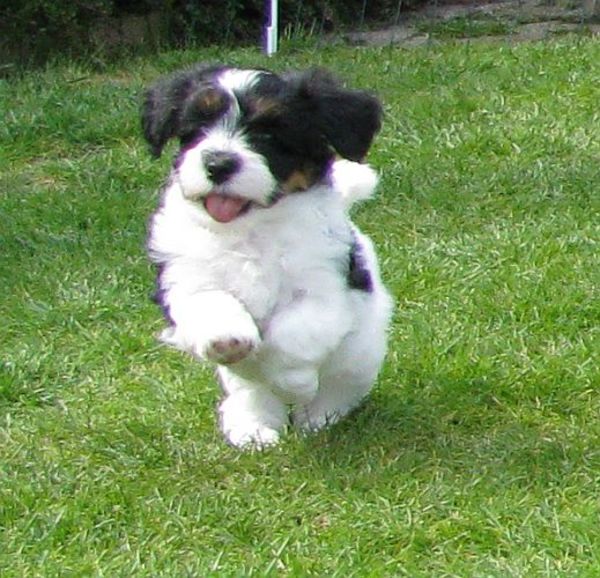 Puppy Jax op topsnelheid