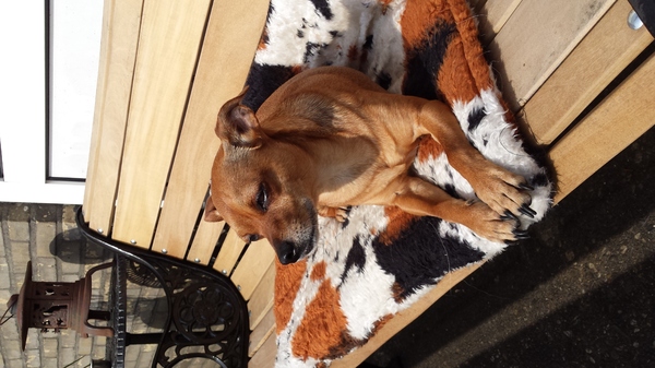 Chevy in de zo'n op het balkon