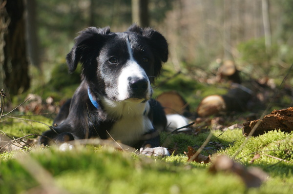Pumba in het eerste lentezonnetje