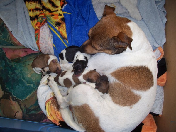 02-09-2009 pups geboren wat een schatjes