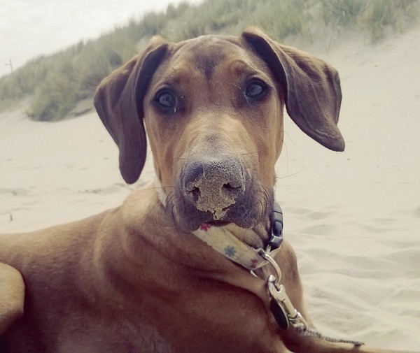 Pyxis het ZANDmonster!!