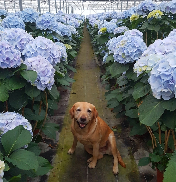 Diva tussen de bloemetjes!
