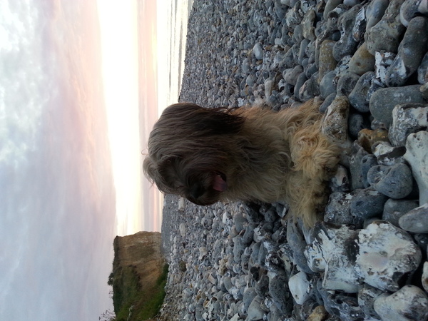 Gos d’Atura Català (Catalaanse herder)