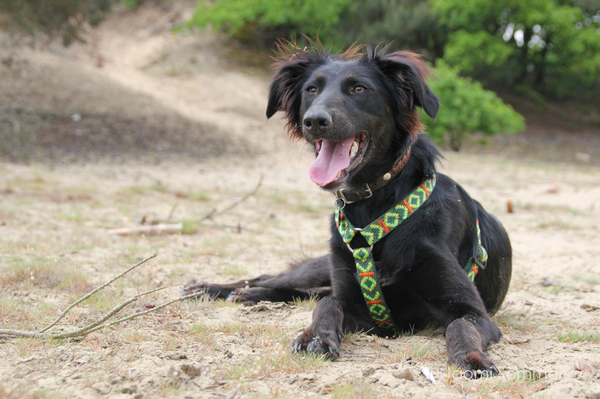 Puck geniet van de zon