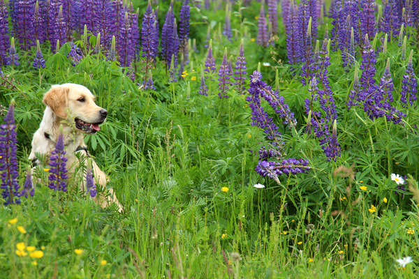 Daya tussen de lente bloemen
