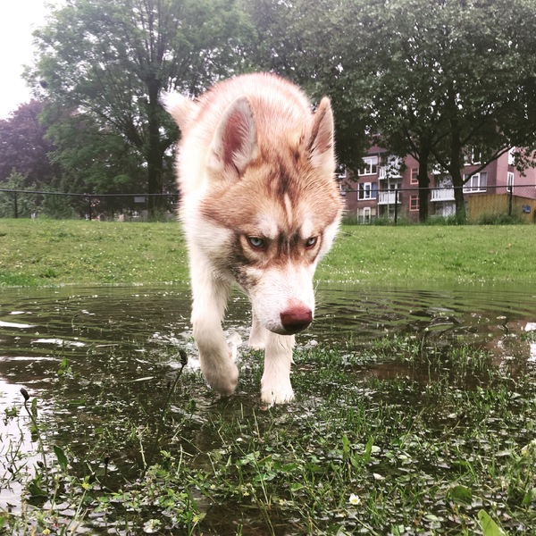 Struinen door de plas
