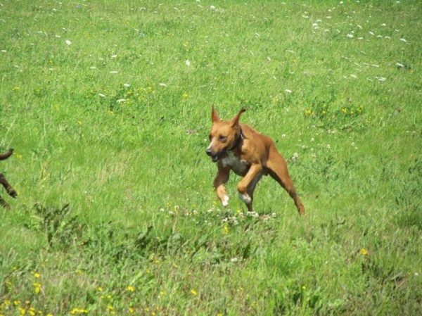 na 8 jaar Spanje, de eerste keer rennen