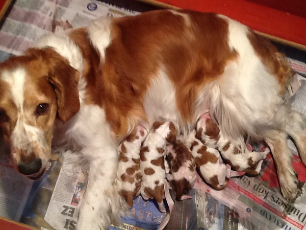 Kennel van de Drentsche Hunen