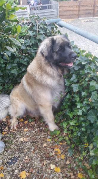 Leonberger