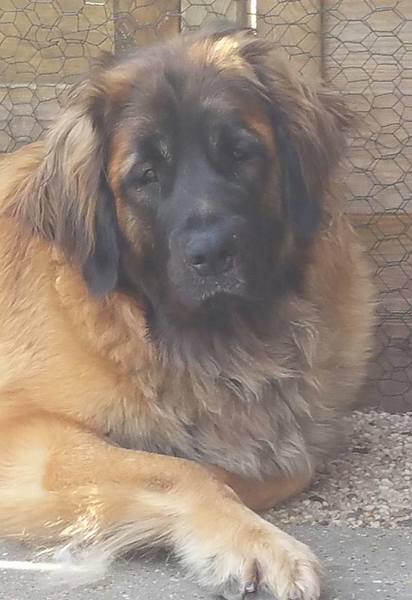 Leonberger