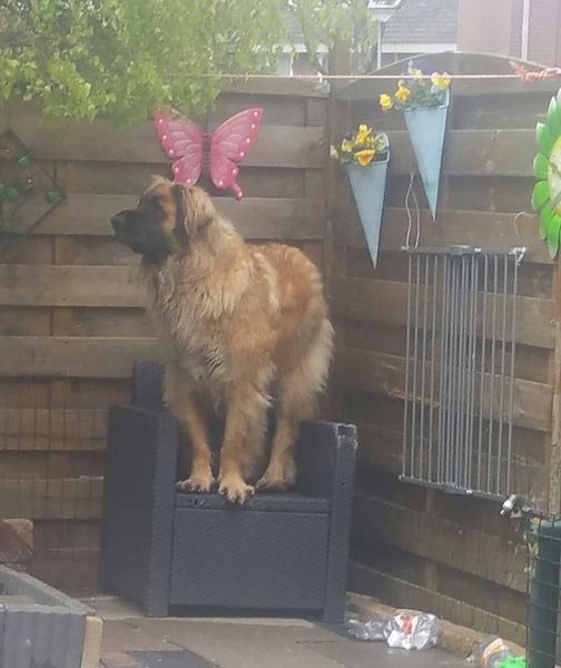 Leonberger