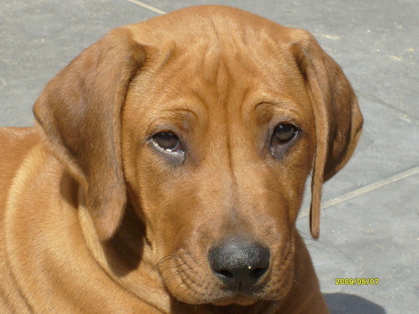 Rhodesian Ridgeback