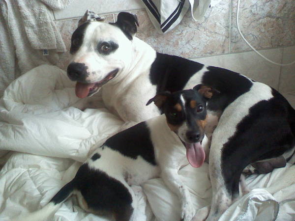 devil en spike moe van t spelen