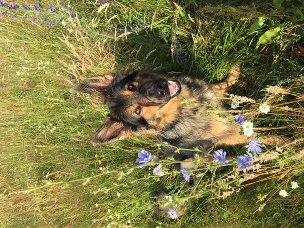 ODH Kennel Von Blitzen Wierden