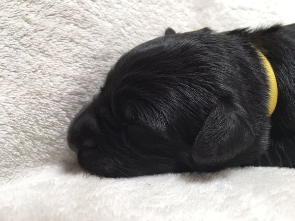 Auberge des Pattes Noires (Briardkennel Hengelo