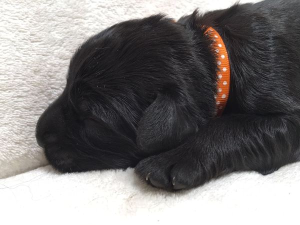 Auberge des Pattes Noires (Briardkennel Hengelo