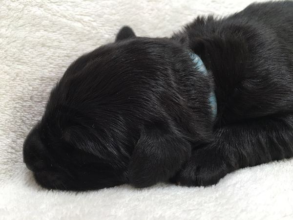 Auberge des Pattes Noires (Briardkennel Hengelo