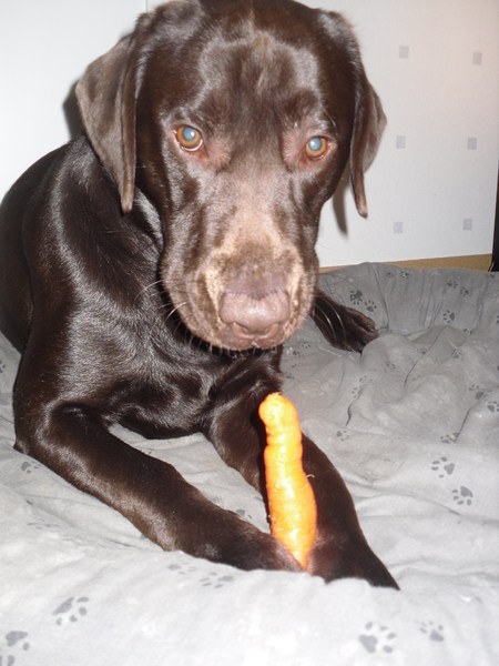 Hektor met een lekkere wortel