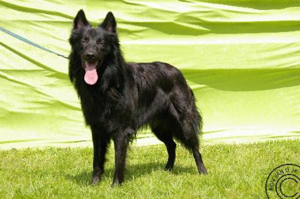 Hollandse Herdershond, langhaar