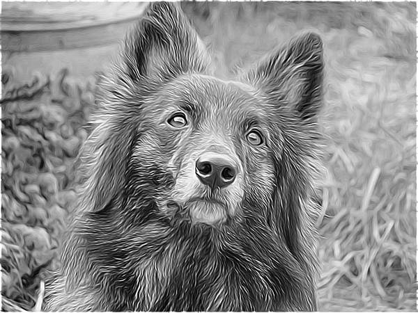 Hollandse Herdershond, langhaar