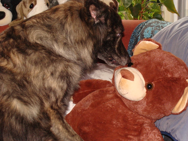 Hollandse Herdershond, langhaar