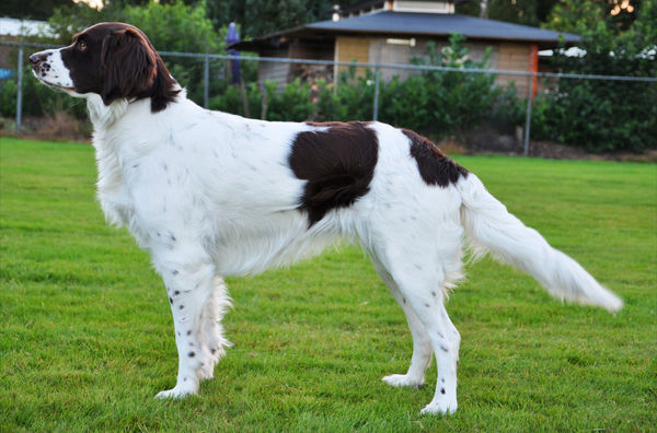 Drentsche Patrijshond