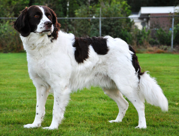 Drentsche Patrijshond