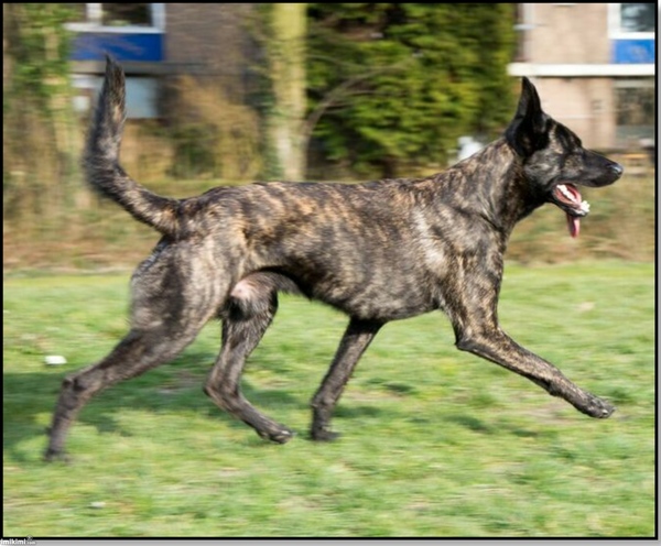 Hollandse Herdershond, korthaar