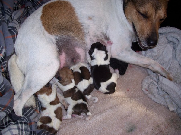 lieve moeder met pups 
