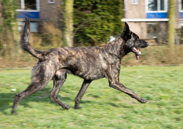 Hollandse Herdershond, korthaar