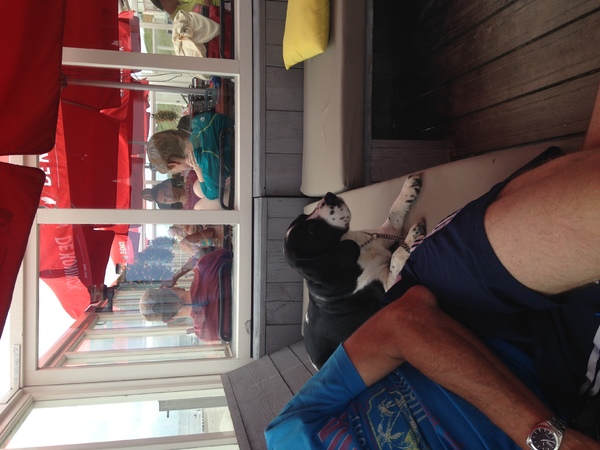 Engelse Springer Spaniel