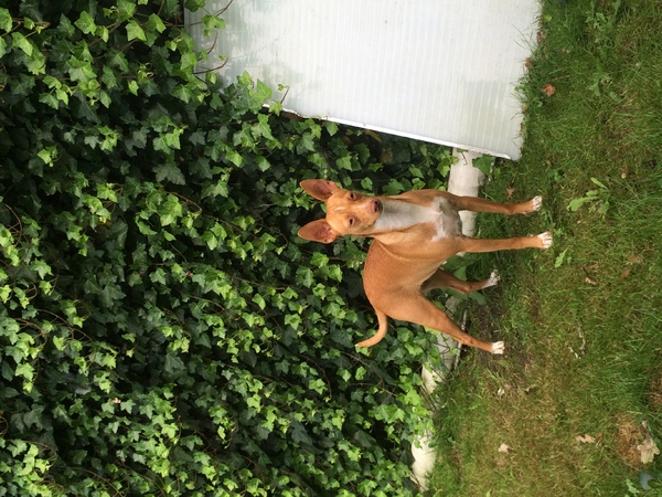 Podenco Andaluz