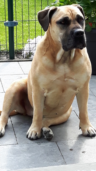 Boerboel