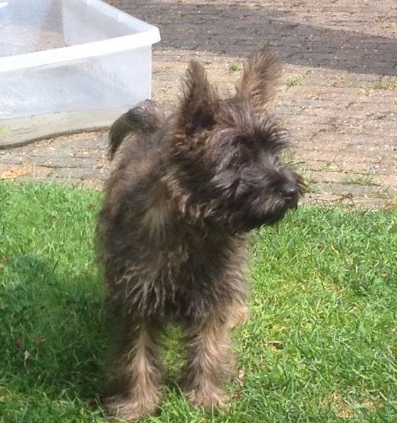 Cairn Terrier