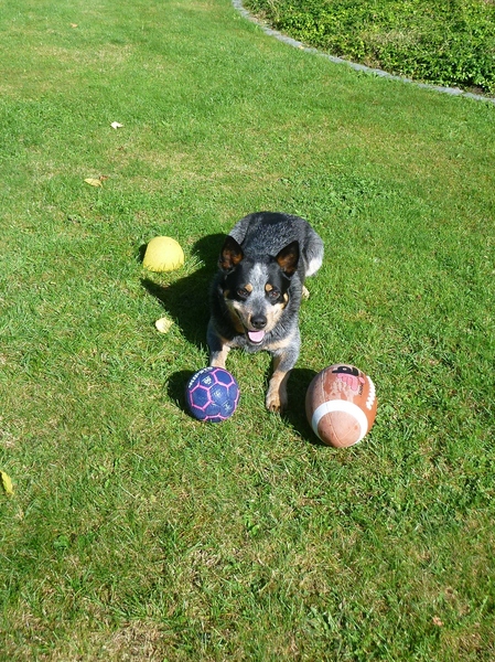 Australian Cattle Dog